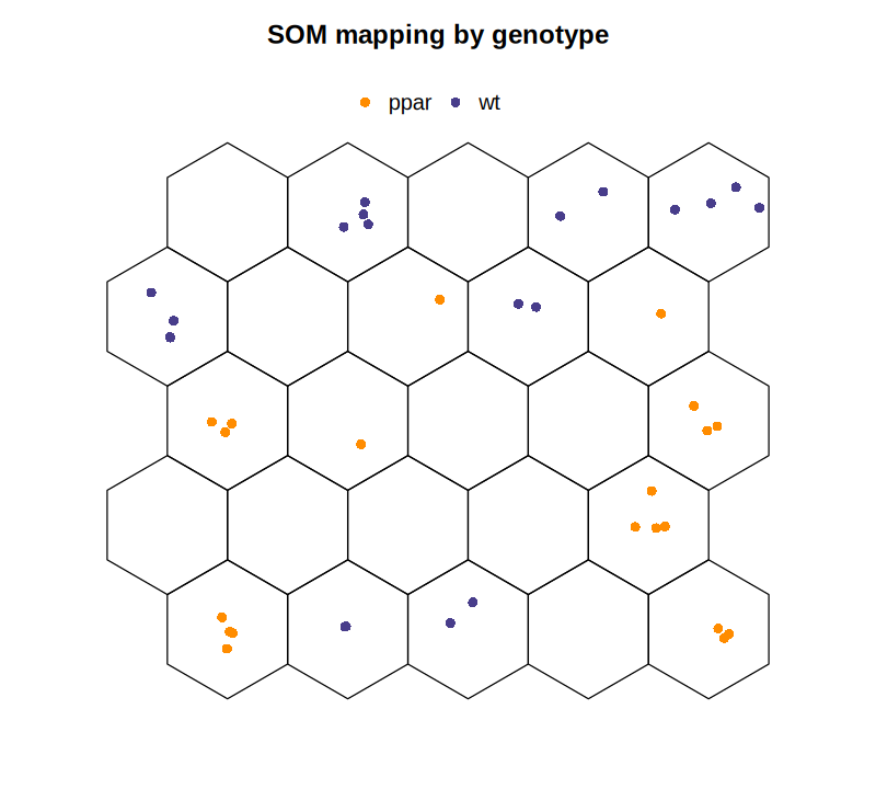 A hexagonal SOM with samples colored by genotype. No occupied unit contains both colors.